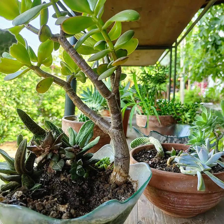 I Leoni Di Sicilia Ferienhaus